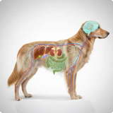 Proactive Paws Liver Lift - Daily Detox 45g