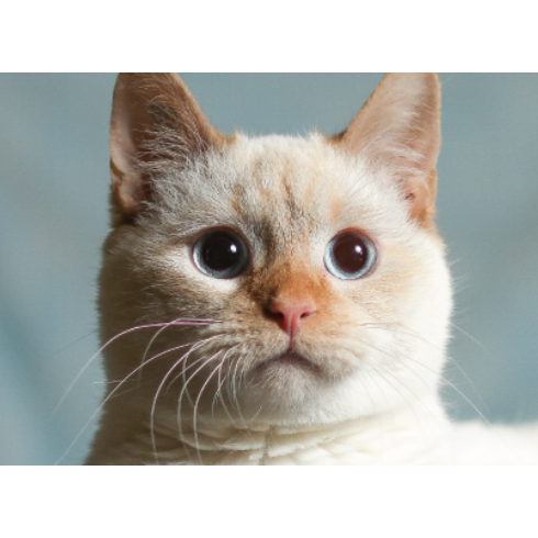 Regina Humane Society Calendar 2026