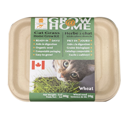 Lucky Kitty Grow @ Home Grass Kit